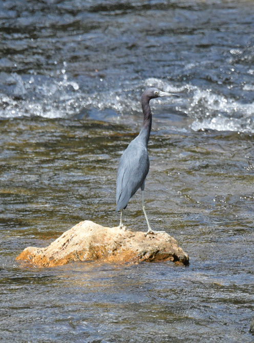 Little-Blue-Heron