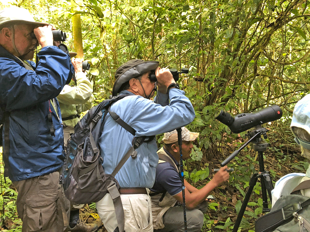Looking-for-birds