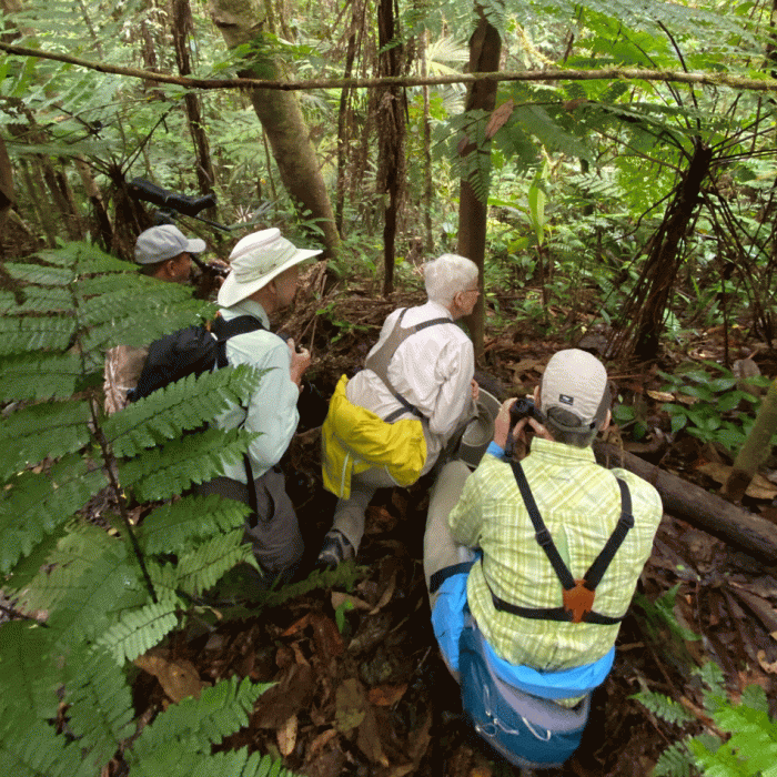 Looking-for-the-bird