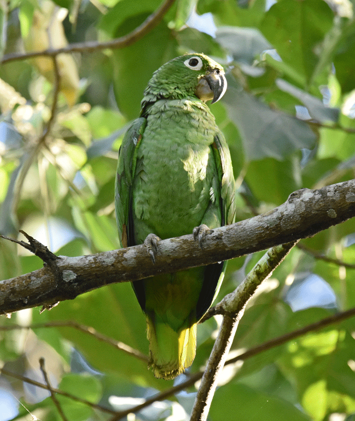 Mealy-Parrot