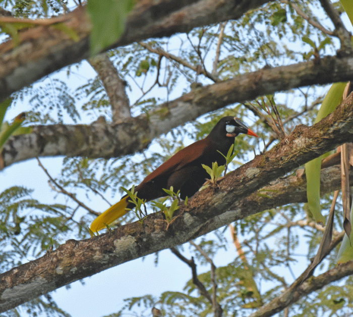 Montezuma-Oropendola