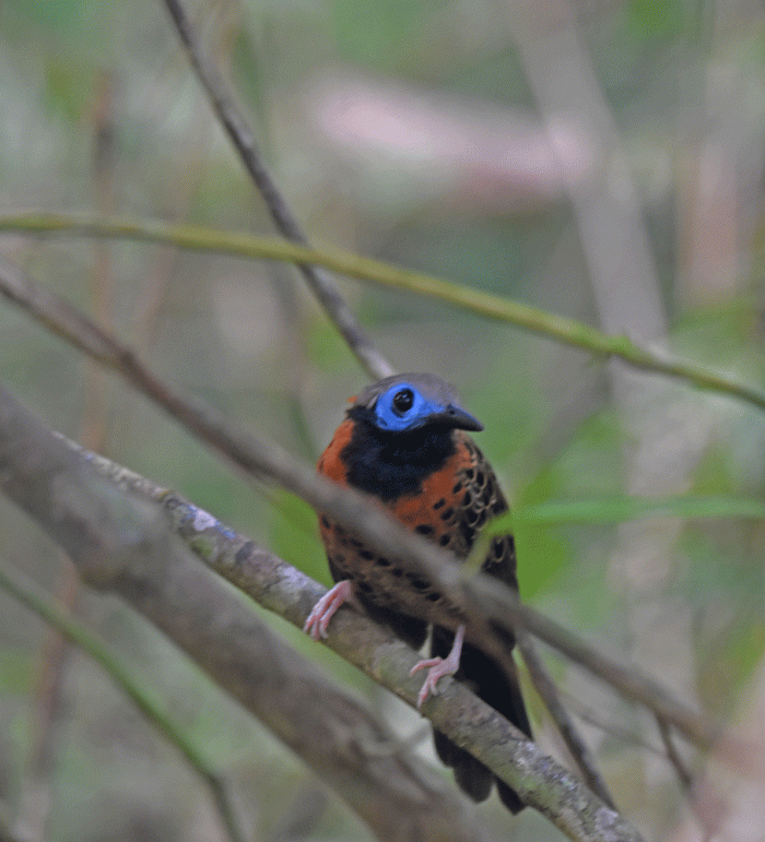 Ocellated-Antbird
