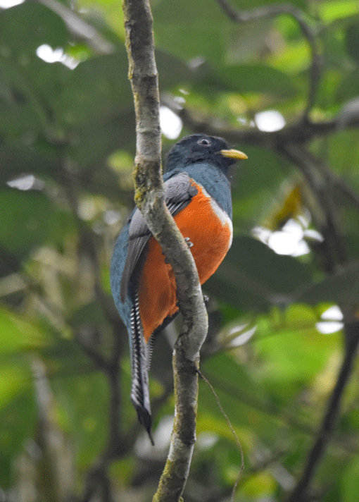 Orange-bellied-Trogon