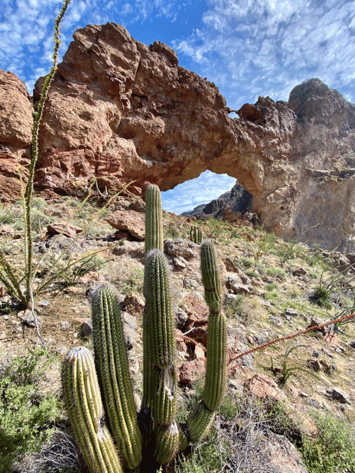 Organ-Pipe-Cactus-Arch