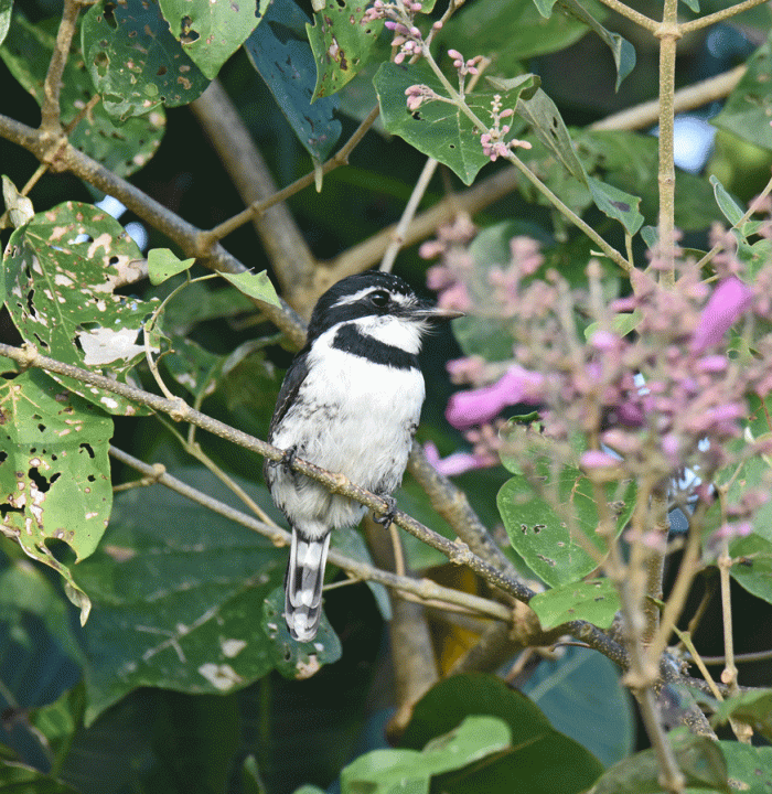 Pied-Puffbird