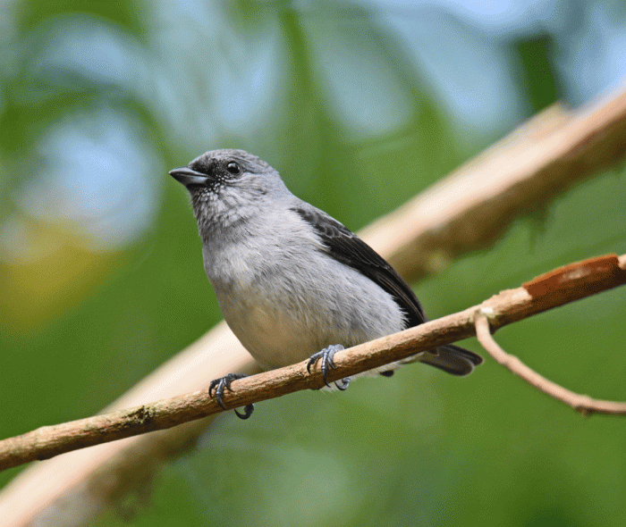 Plain-colored-Tanager