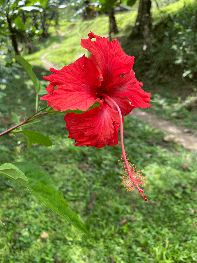 Red-flower