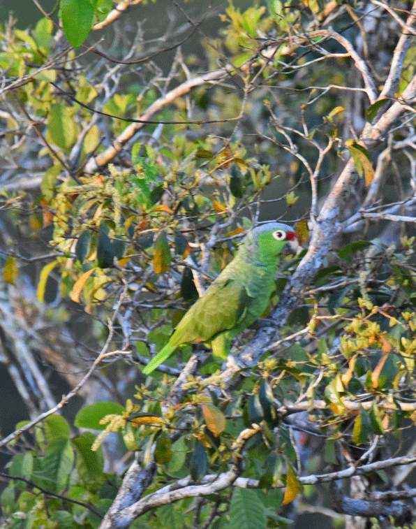Red-lored-Parrot