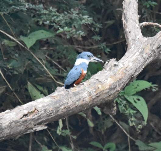 Ringed-Kingfisher
