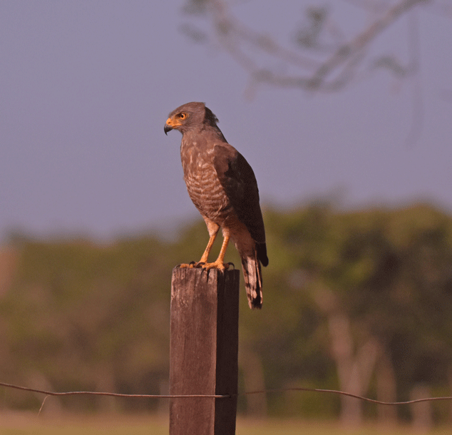Roadside-Hawk