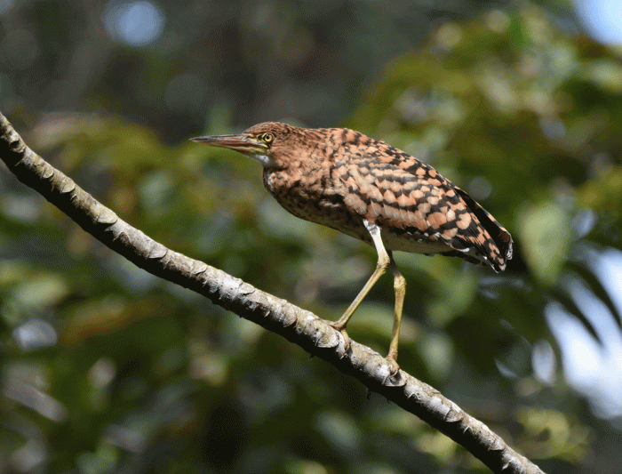 Rufescent-Tiger-Heron