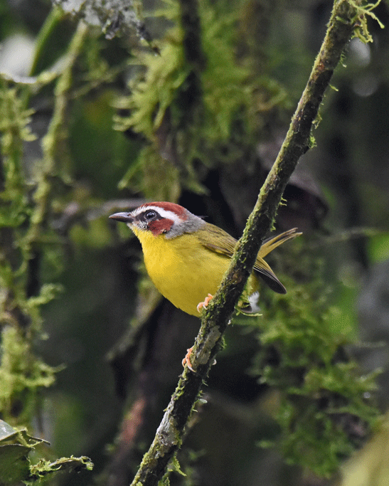 Rufous-capped-Warbler