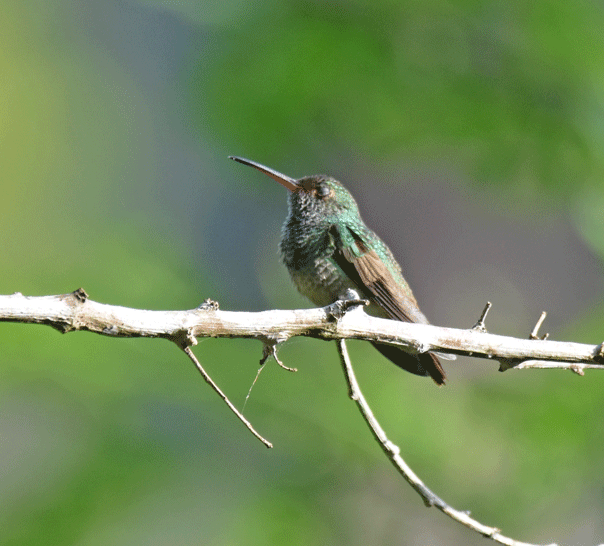 Rufous-tailed-Hummingbird