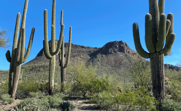 Tucson: Jan. 24 – Feb. 9:&nbsp;Highlights