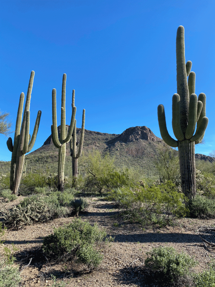 Saguaros