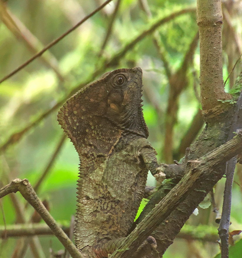 Scope-lizard