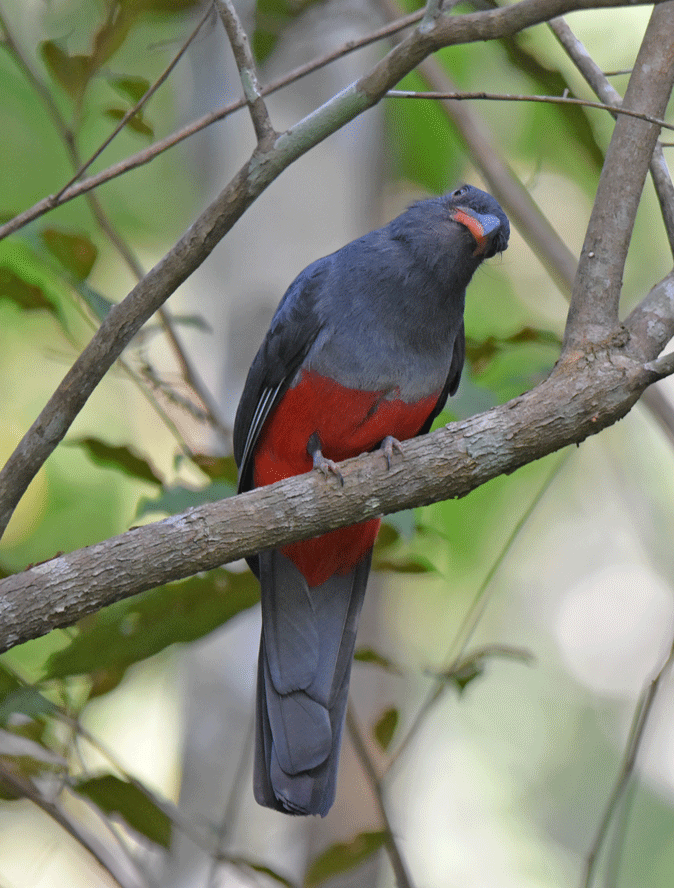 Slaty-tailed-Trogon2