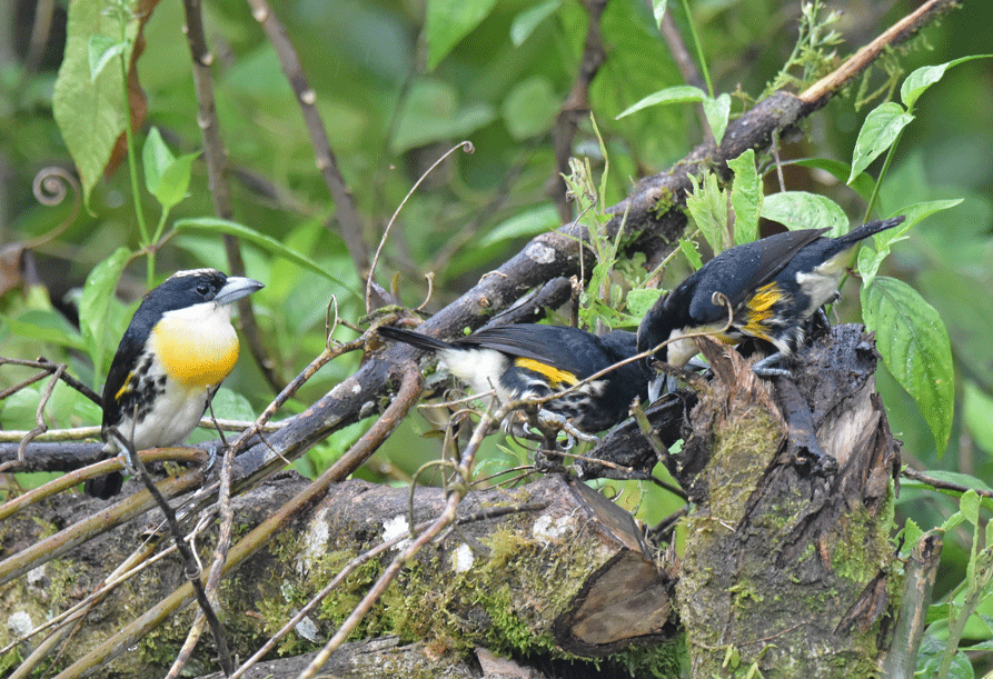 Spot-crowned-Barbet