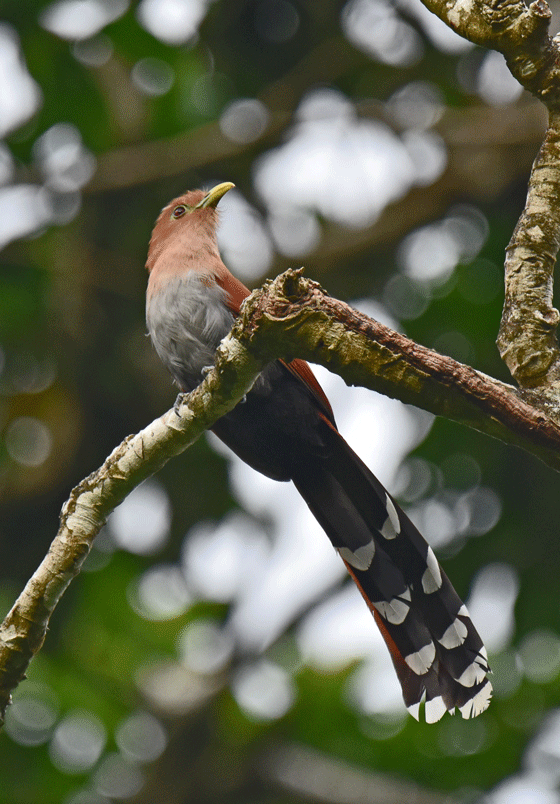 Squirrel-Cuckoo