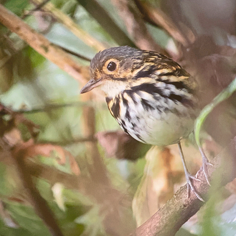 Streak-chested-Antpitta