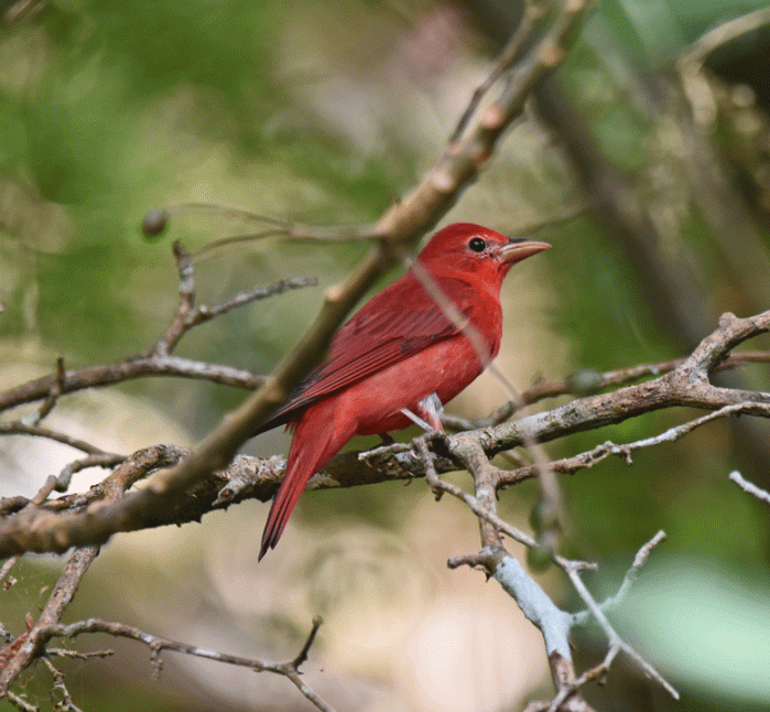 Summer-Tanager