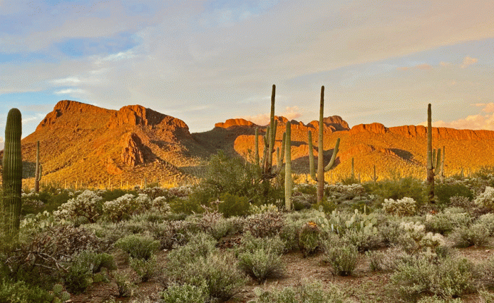 Tucson: Feb. 10 – 23:&nbsp;Visitors!