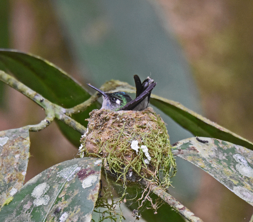 Violet-headed-Hummingbird