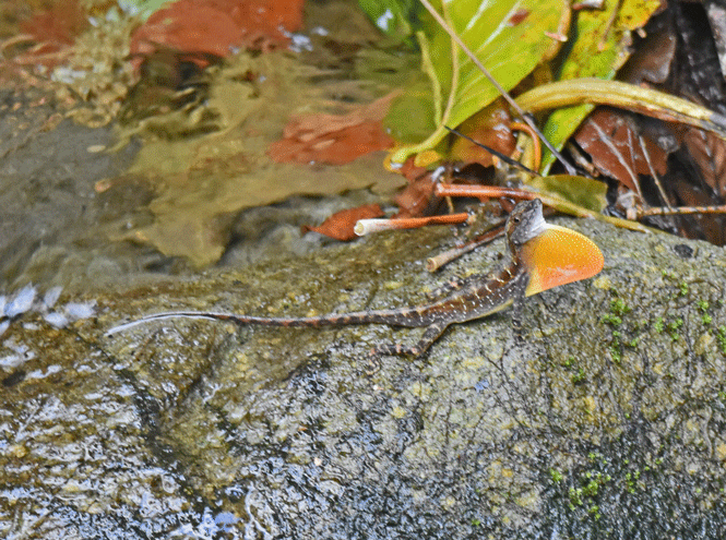 Water-Anole-Lizard