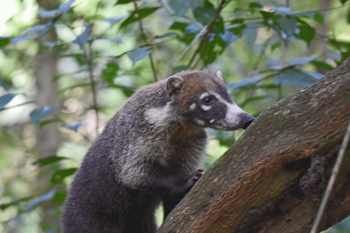White-nosed-Coati