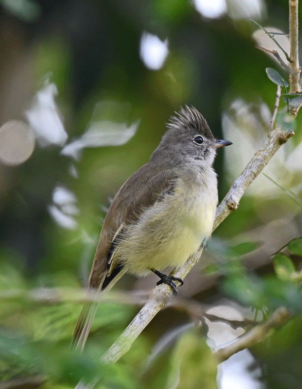 Yellow-bellied-Elaenia