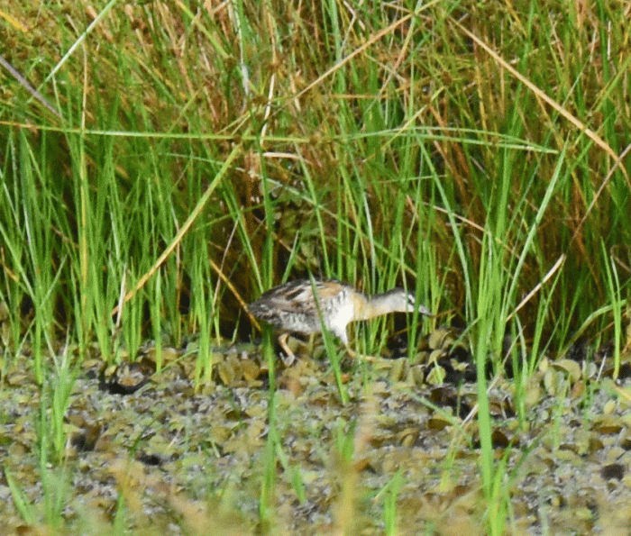 Yellow-breasted-Crake