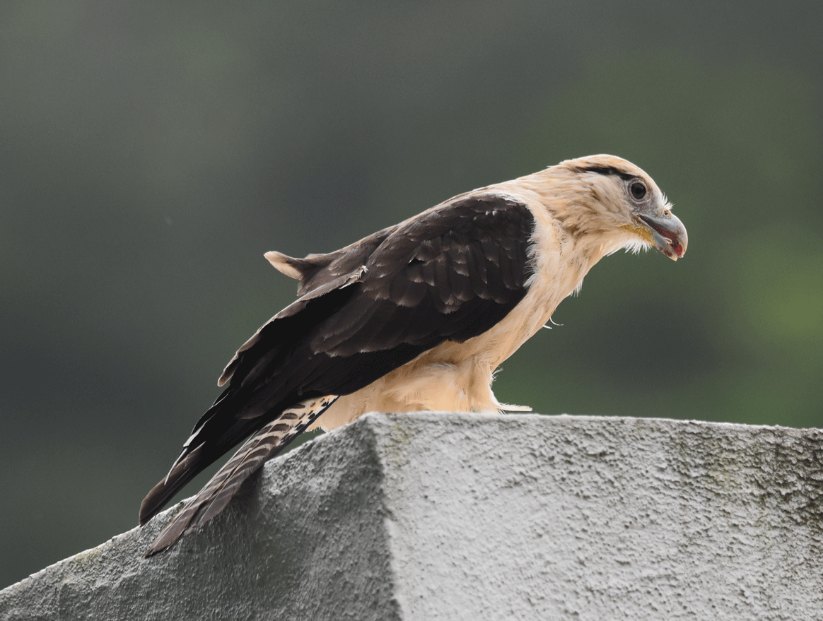 Yellow-headed-Caracara