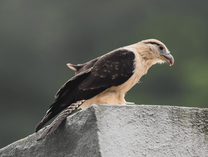 Yellow-headed-Caracara