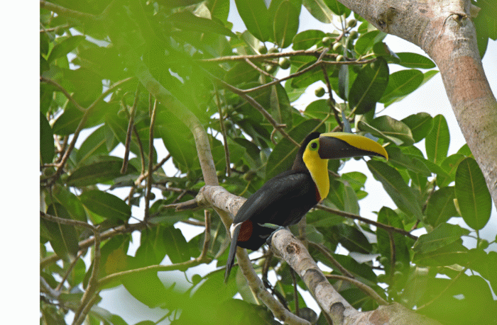Yellow-throated-Toucan