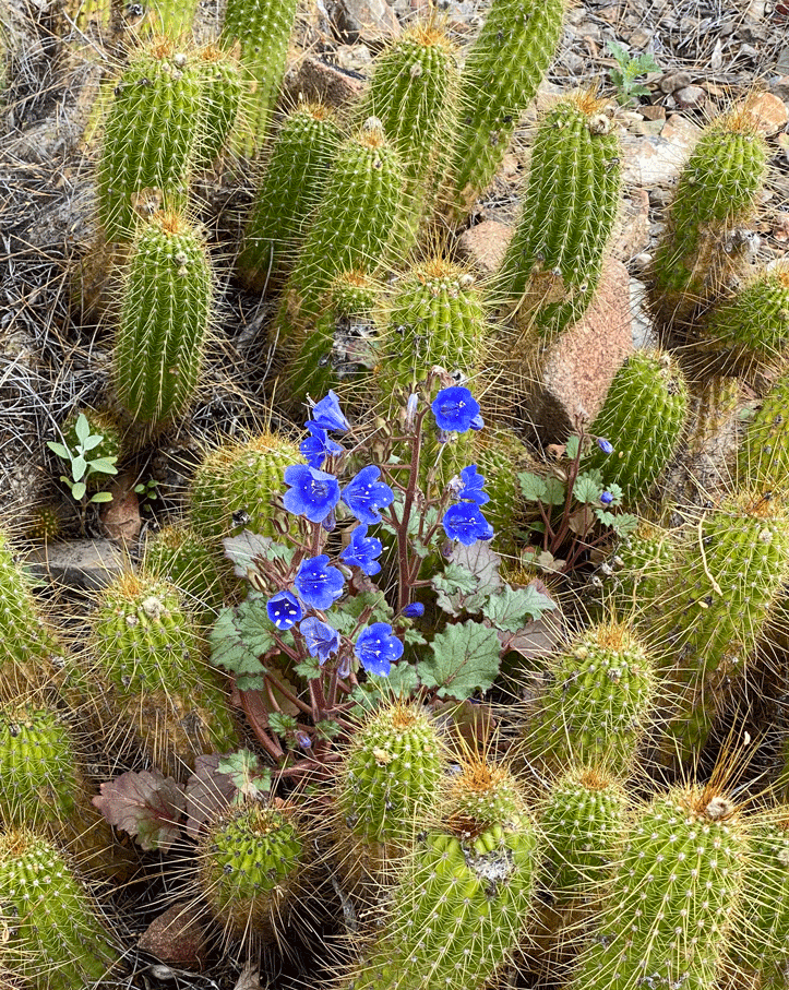 Cactus-and-flowers