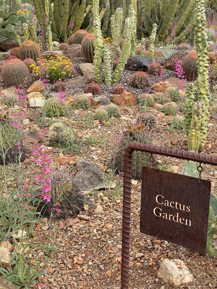 Cactus-Garden-blooms