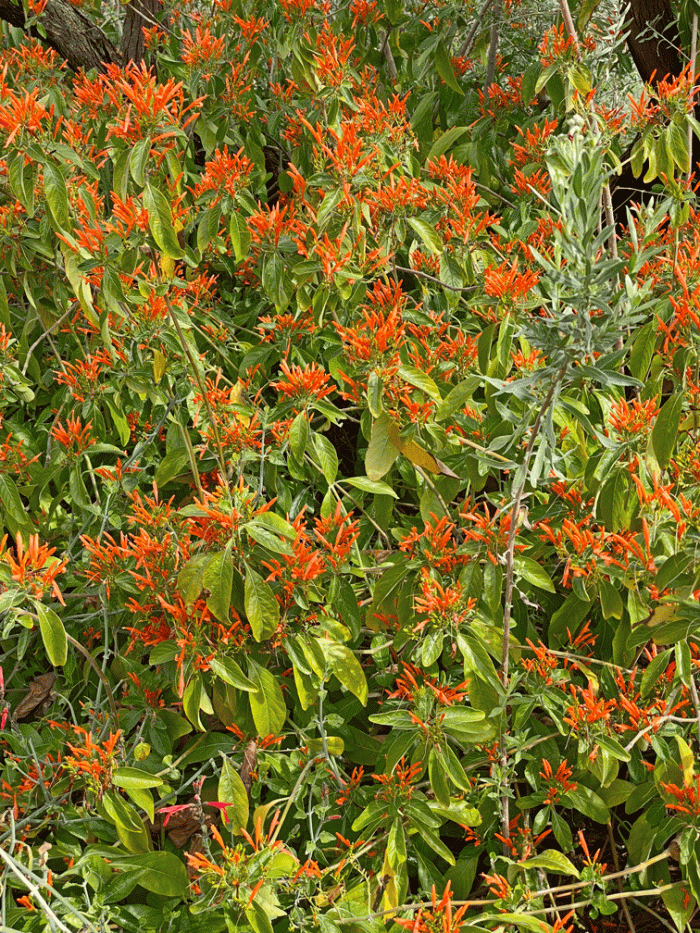 DesertMuseum-red-flowers