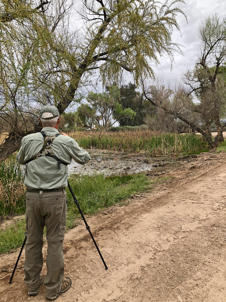 Doug-Sweetwater-Bittern