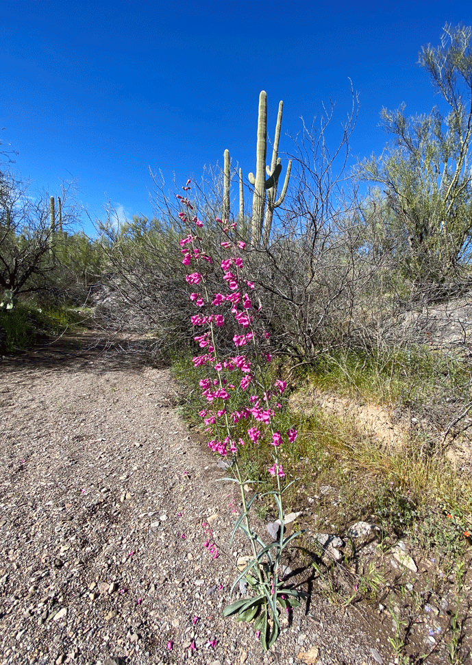 GilaMonsterLoop-flowers