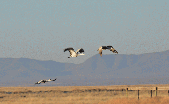 January in Arizona (Part&nbsp;2)
