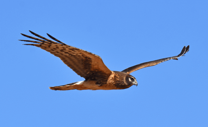 February in Arizona – Part&nbsp;2