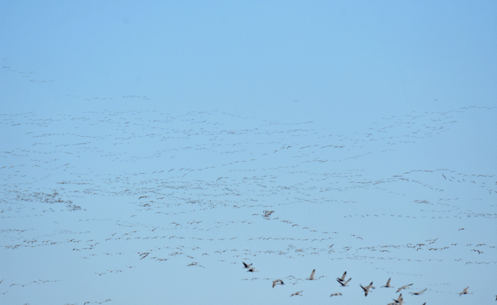 Birding in SE Arizona: January 2022