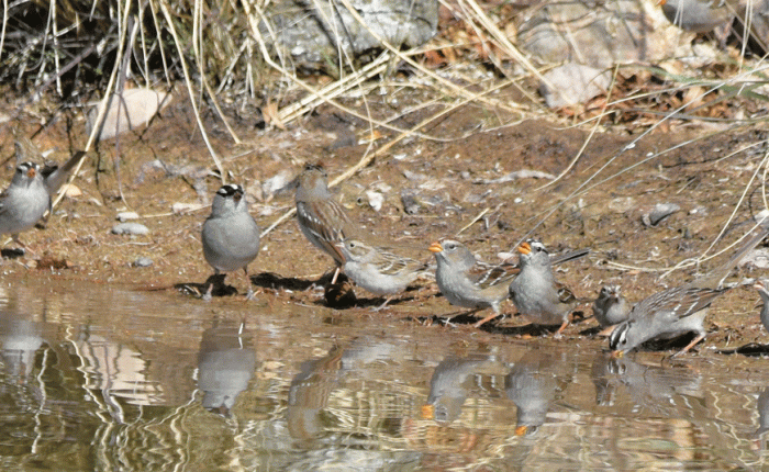 Birding in Arizona: February&nbsp;2022