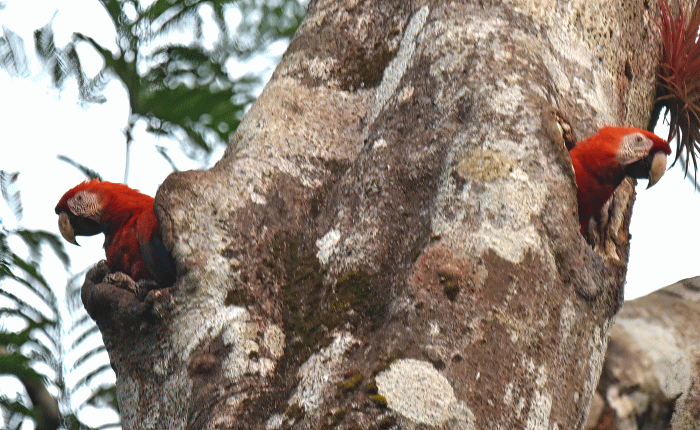 Costa Rica in March – Part 6&nbsp;(final)