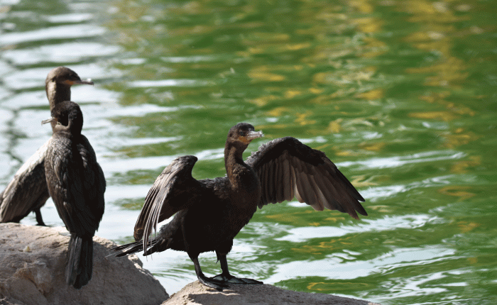 Birding near Tucson, Arizona: April&nbsp;2022
