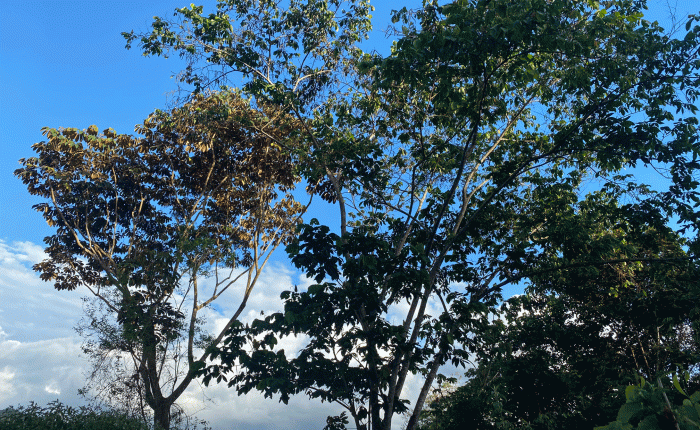 Costa Rica in March – Part&nbsp;4