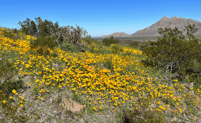 February 2023 in Arizona: Part&nbsp;1