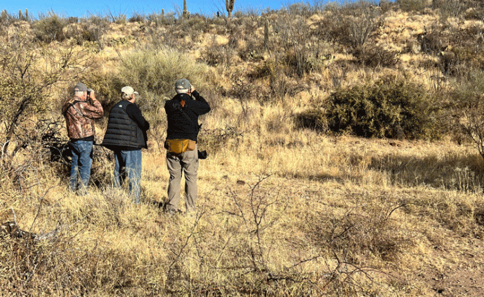 Jan. 2025 in AZ: Birding Pt 1: LBJs and other brownish birds