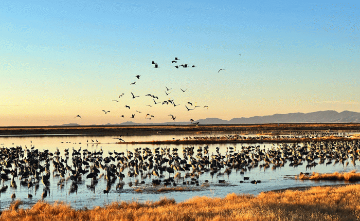 Jan. 2025 in AZ: Birding Pt 2: the other birds